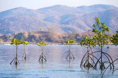 Gili Petagan